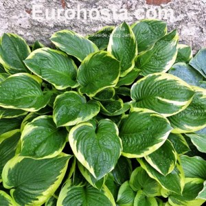 Hosta Lakeside Jazzy Jane