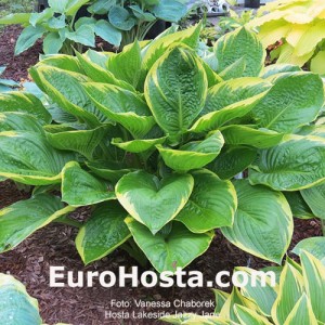 Hosta Lakeside Jazzy Jane