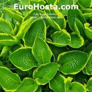 Hosta Lakeside Jazzy Jane