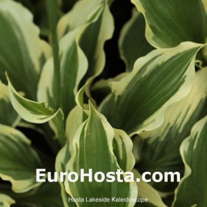 Hosta Lakeside Kaleidoscope - Eurohosta