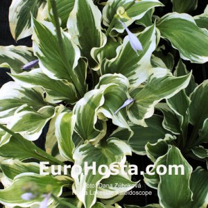 Hosta Lakeside Kaleidoscope - Eurohosta