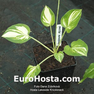 Hosta Lakeside Knickknack