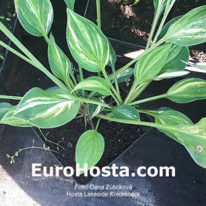 Hosta Lakeside Knickknack