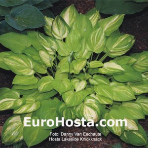 Hosta Lakeside Knickknack