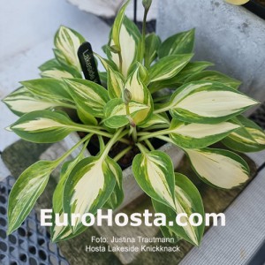 Hosta Lakeside Knickknack