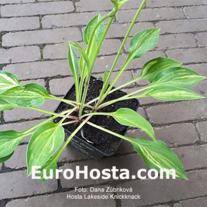 Hosta Lakeside Knickknack