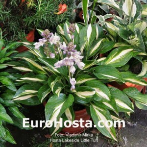 Hosta Lakeside Little Tuft - Eurohosta