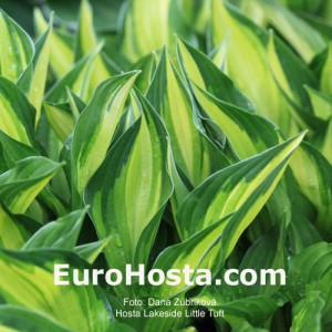 Hosta Lakeside Little Tuft - Eurohosta