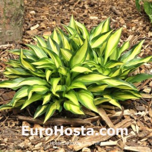 Hosta Lakeside Little Tuft - Eurohosta