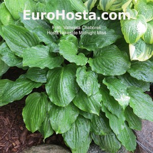 Hosta Lakeside Midnight Miss