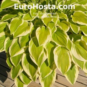 Hosta Lakeside Ninita