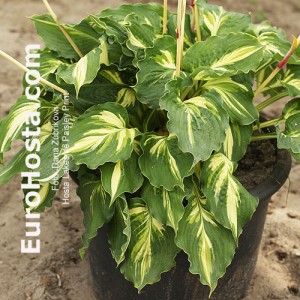 Hosta Lakeside Paisley Print - Eurohosta