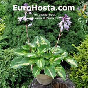 Hosta Lakeside Paisley Print 