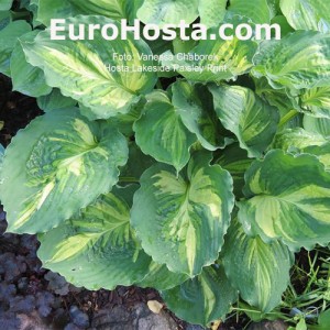 Hosta Lakeside Paisley Print 