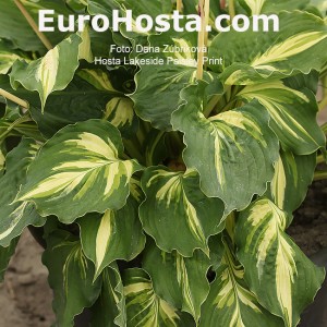 Hosta Lakeside Paisley Print 