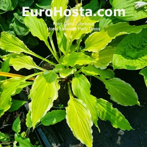 Hosta Lakeside Party dress