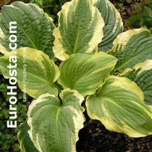 Hosta Lakeside Prophecy Fulfilled