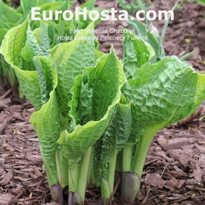 Hosta Lakeside Prophecy Fulfilled