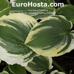 Hosta Lakeside Prophecy Fulfilled