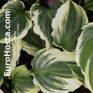 Hosta Lakeside Prophecy Fulfilled