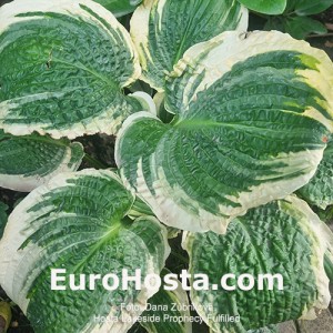 Hosta Lakeside Prophecy Fulfilled