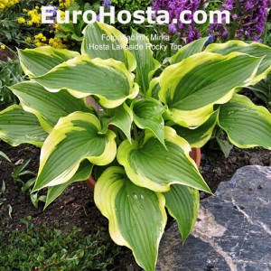 Hosta Lakeside Rocky Top