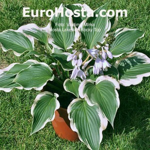 Hosta Lakeside Rocky Top