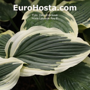 Hosta Lakeside Roy El 