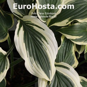 Hosta Lakeside Roy El 