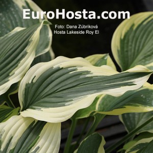 Hosta Lakeside Roy El 