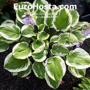 Hosta Lakeside Roy El 