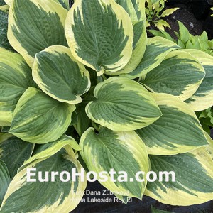 Hosta Lakeside Roy El 