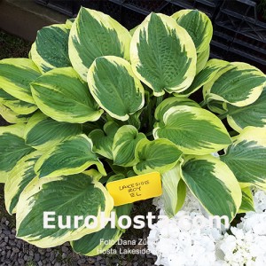 Hosta Lakeside Roy El 