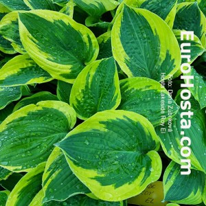 Hosta Lakeside Roy El 