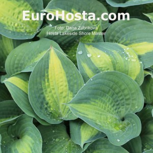 Hosta Lakeside Shore Master - Eurohosta