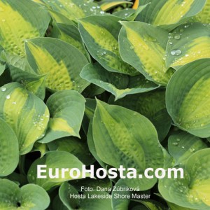 Hosta Lakeside Shore Master - Eurohosta