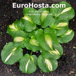 Hosta Lakeside Spellbinder