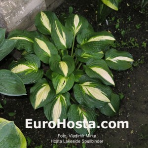 Hosta Lakeside Spellbinder