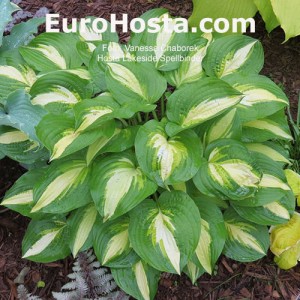 Hosta Lakeside Spellbinder