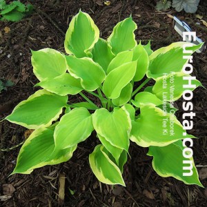 Hosta Lakeside Tee Ki - Eurohosta