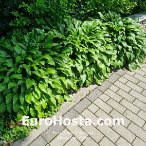 Hosta Lancifolia - Eurohosta