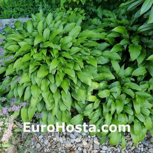 Hosta Lancifolia - Eurohosta