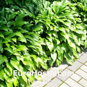 Hosta Lancifolia - Eurohosta