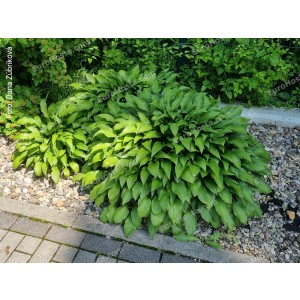 Hosta Lancifolia - Eurohosta