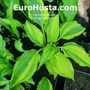 Hosta Laser Game