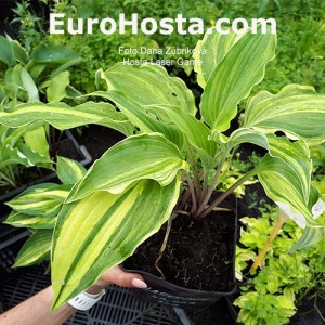 Hosta Laser Game