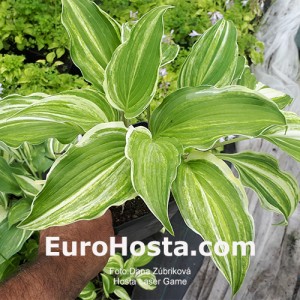 Hosta Laser Game