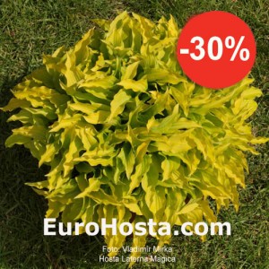 Hosta Laterna Magica