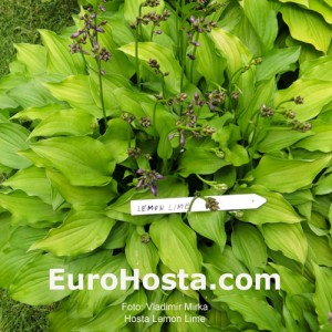 Hosta Lemon Lime - Eurohosta