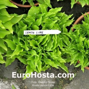 Hosta Lemon Lime - Eurohosta